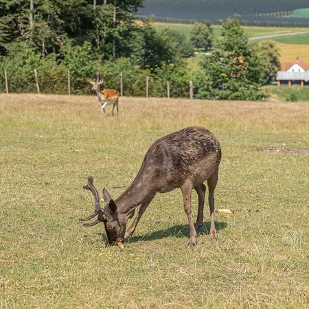 Deer's Hill - Sauna, Hot Tub, Garden - Happy *