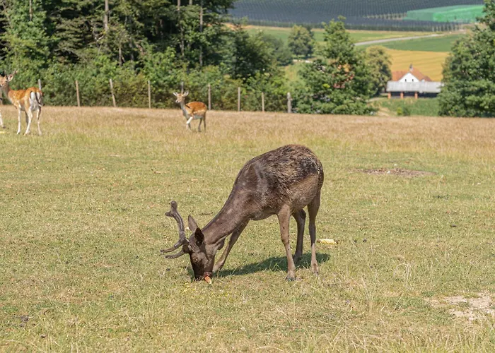 Wellness House Deer's Hill - Happy *